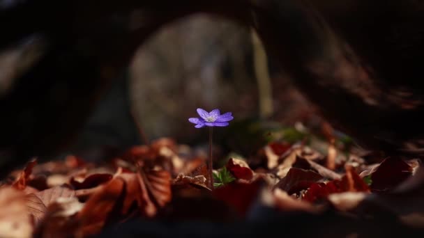 Video Lapso Tiempo Diminuta Flor Azul Hepatica Transsilvanica Con Luz — Vídeos de Stock