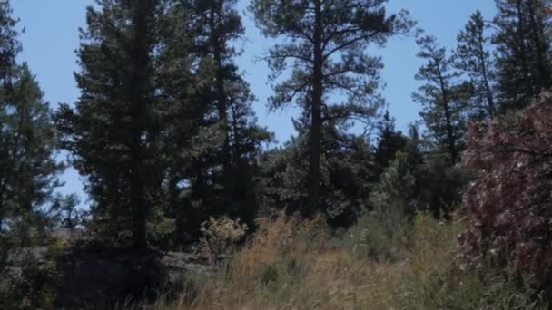 Fascynujący Widok Krajobrazowy Zielonymi Wzgórzami Wysokimi Drzewami Estes Park Kolorado — Wideo stockowe