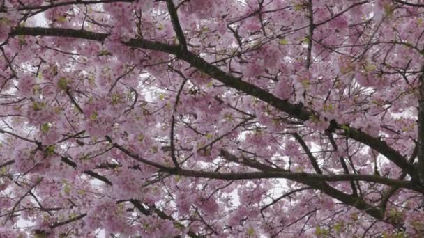 Cherry Blossoms Branches Trees Forest — Stock Video