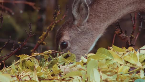 Fekete Farkú Szarvas Odocoileus Hemionus Columbianus — Stock videók