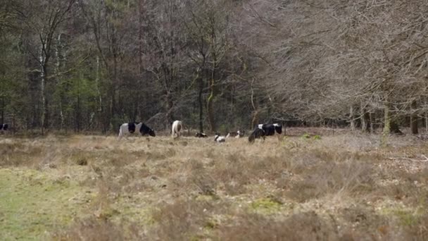 Kilka Krów Wypasanych Siedzących Trawie Lesie Evertsbos Prowincja Drenthe Holandia — Wideo stockowe