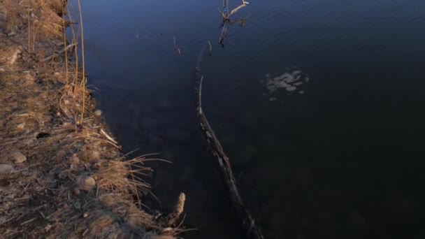 Blick Auf Einen Klaren See Umgeben Von Trockenen Pflanzen Fort — Stockvideo