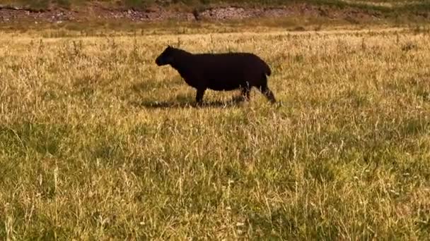 Les Deux Moutons Sauvages Noirs Marchant Dans Herbe Sauvage Par — Video