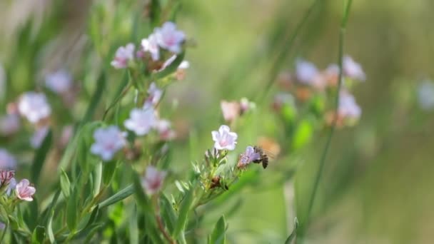 Closeup Shot Bee Polling Flowers Field — Stock Video