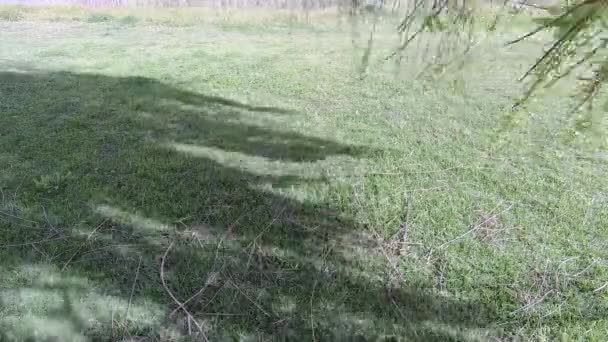 Eine Zeitraffer Aufnahme Der Schatten Schwankender Weidenzweige — Stockvideo
