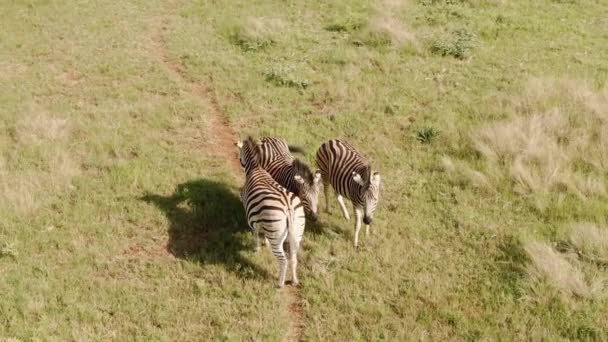 Een Prachtig Uitzicht Zebra Een Groen Veld Een Zonnige Dag — Stockvideo