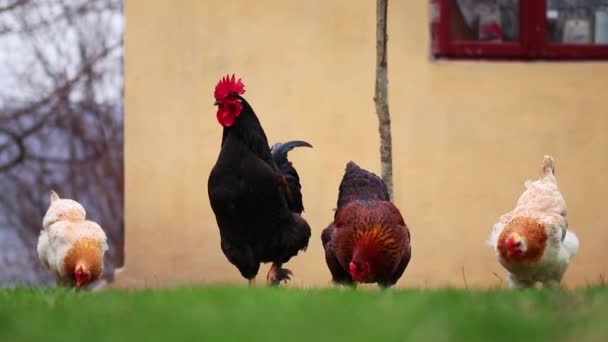 Ένας Όμορφος Και Πολύχρωμος Κόκορας Και Κοτόπουλα Περπατούν Στην Αυλή — Αρχείο Βίντεο