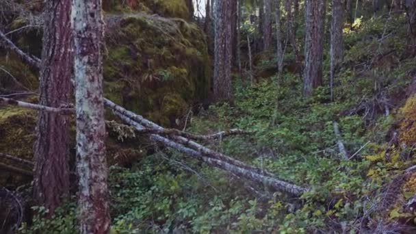 캐나다 브리티시컬럼비아주 밴쿠버 알버니 섬에서 하늘을 배경으로 의나무들 아래로 내려오는 — 비디오