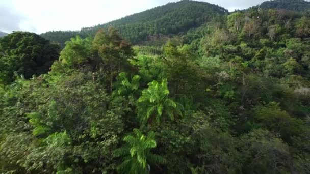 富士山上空を飛行するドローン 満開の黄色のプーイの木を示すタブ — ストック動画