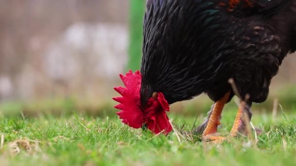 Close Rooster Grazing Field Daytime — Stock Video