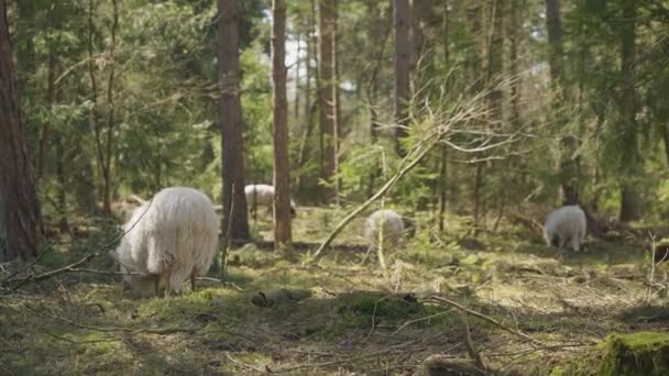 オランダ ドレンテ州エバツボスの森の4頭の羊の放牧 — ストック動画