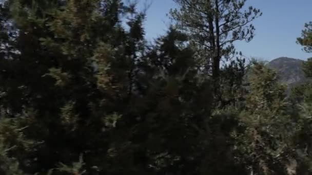 Eine Faszinierende Landschaft Mit Grünen Hügeln Und Hohen Bäumen Estes — Stockvideo
