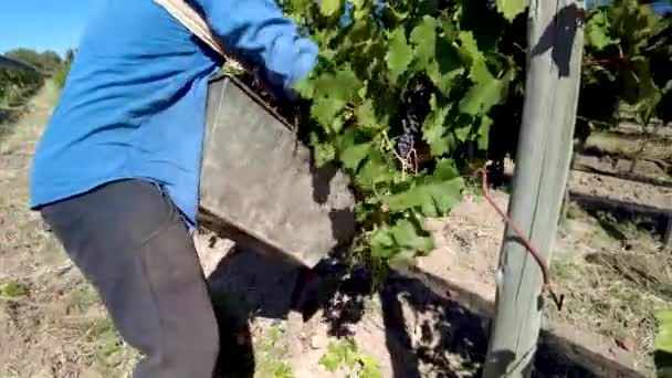 Agricultor Cosechando Uvas Vino Tinto Del Viñedo — Vídeos de Stock