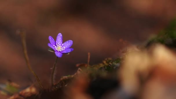 Μια Επιλεκτική Εστίαση Του Hepatica Transsilvanica Άγριο Λουλούδι Στο Δάσος — Αρχείο Βίντεο