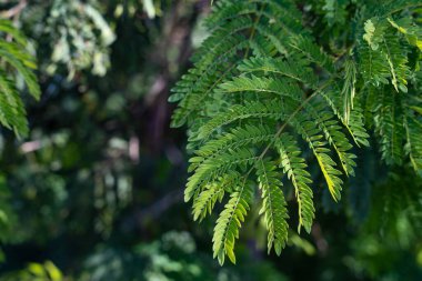 Büyüyen eğreltiotu bitkisinin yakın çekimi.