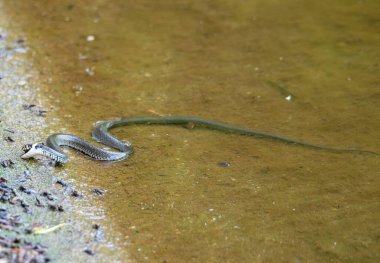 a Natrix natrix snake on the shore of a lake, grass snake, nature