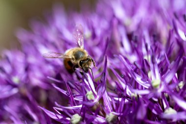 Salt Spring Adası, BC, Kanada 'da bir ittifak üzerine bal arısı