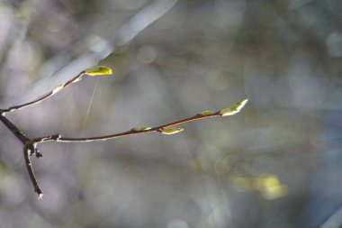 Gün ışığında bulanık bir arkaplanda filizlenen küçük bir dalın dikey çekimi.