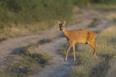 Bulanık bir arka planda yürüyüş yolunda tatlı bir bebek geyik.