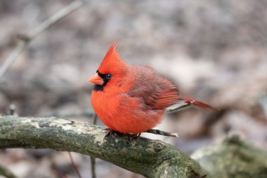 Kuzey Kardinali (Cardinalis Cardinalis), temiz bir sırtı olan bir dala tünemiştir.