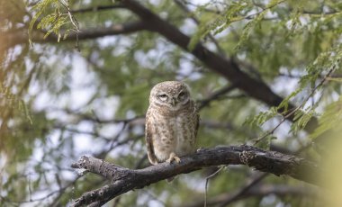 Bir ağaç dalında oturan güzel bir baykuşun yakın çekimi.