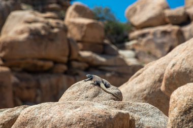 Bir kayanın üzerindeki kertenkelenin seçici odak noktası.