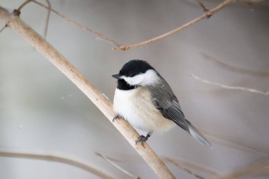 Carolina Chickadee (Poecile carolinensis) karla çevrili temiz bir arkaplandan izole edilmiş bir dala tünemişti.
