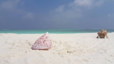 Kumsaldaki deniz kabukları