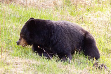 Newfoundland kara ayısı sahada yürüyor.