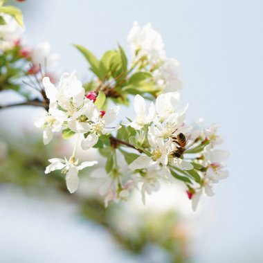 Pekin Botanik Bahçesi 'nin Begonya çiçeklerinin yakın plan çekimi.