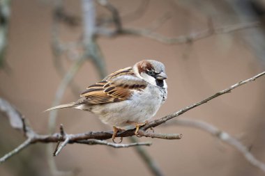Erkek Serçesi (Passer domesticus) kepek üzerine tünemiştir.