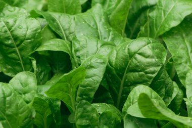 Su damlacıklarıyla kaplı yeşil taze meyve yapraklarının yakın çekimi.