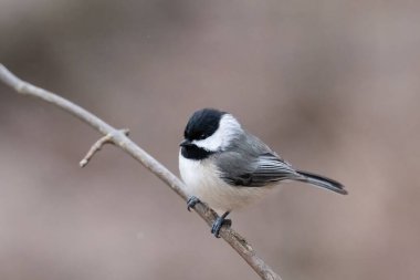 Carolina Chickadee (Poecile carolinensis) temiz bir arkaplandan izole edilmiş bir dala tünemişti.