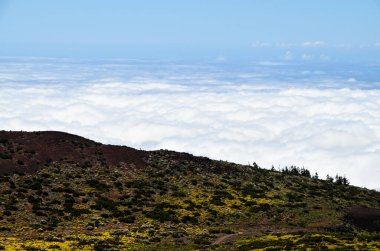 Tenerife Adası 'ndaki Çam Kozalağı Ağaçları Ormanı' nın üzerindeki Yüksek Bulutlar