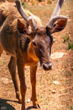 Güneşli bir günde çiftlikteki güzel bir geyiğin dikey görüntüsü.