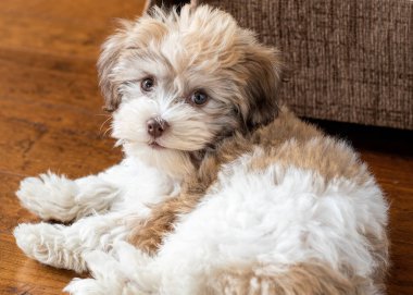 Yerde yatan Havanalı bir bizon yavrusunun yakın plan fotoğrafı.