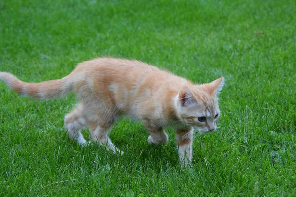 Närbild Ingefära Kattungen Promenader Gräsmattan — Stockfoto