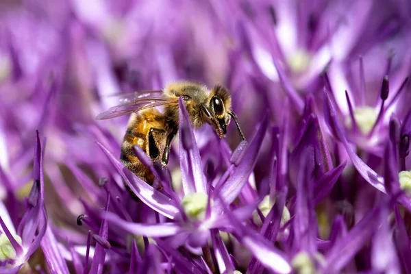 Honey Bee Allium Salt Spring Island Canada — Stock Photo, Image