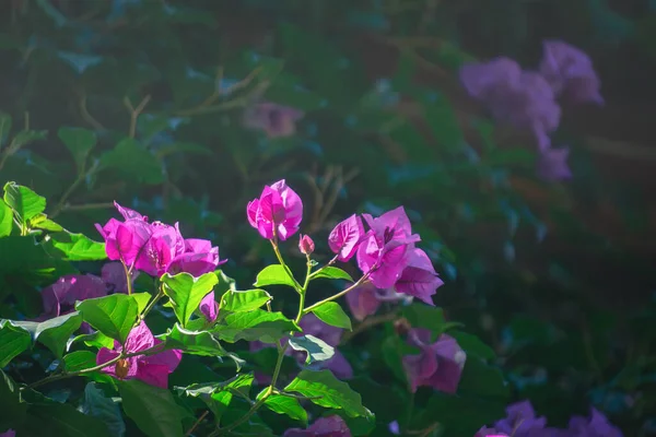 Bahçede Büyüyen Mor Çiçeklerin Yakın Çekimi — Stok fotoğraf