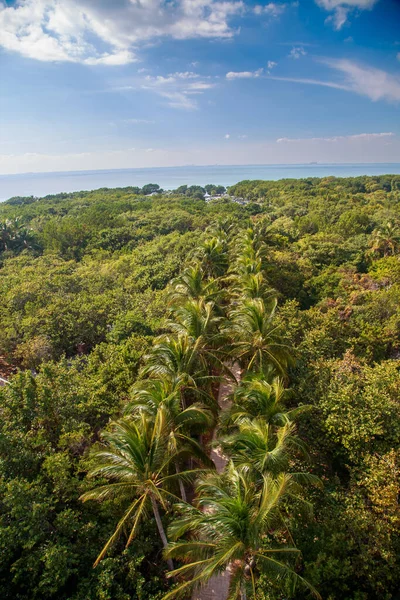 Uma Vista Aérea Uma Estrada Cercada Pelas Árvores Tropicais Costa — Fotografia de Stock