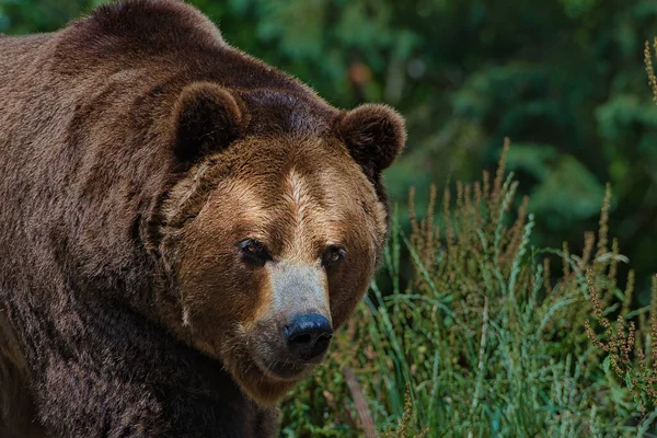 Velký Medvěd Grizzly Pozadí Lesa — Stock fotografie
