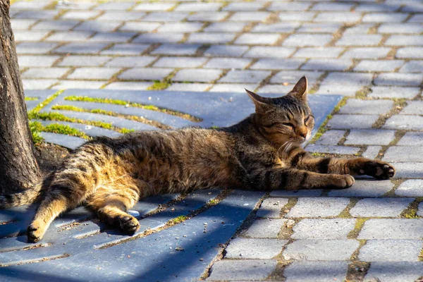 Eine Nahaufnahme Einer Entzückenden Grauen Katze Die Auf Dem Gepflasterten — Stockfoto