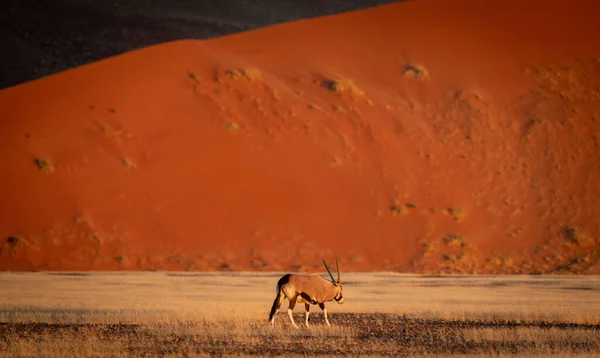 Fantastisk Bild Pärla Som Vandrar Namibia Öknen — Stockfoto
