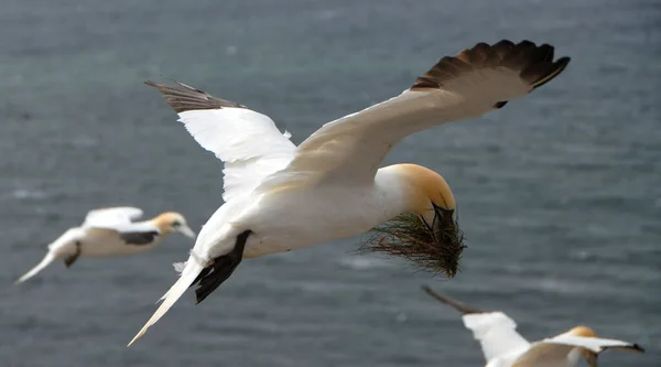 Grupa Północnych Gannets Latających Nad Morzem Helgoland Niemcy — Zdjęcie stockowe