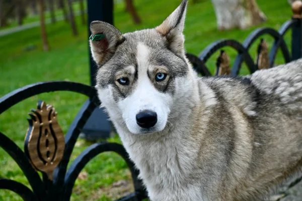 Stray Husky Dog Park — Stock Photo, Image