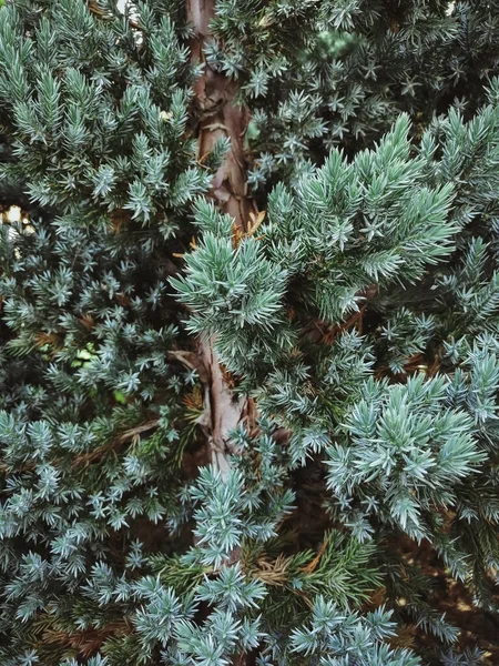 A vertical photo of juniper scaly plant