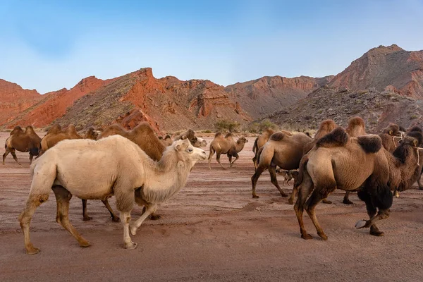 Primer Plano Camellos Desierto — Foto de Stock