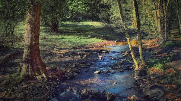 森の中を木々や緑の芝生が流れる小川 — ストック写真