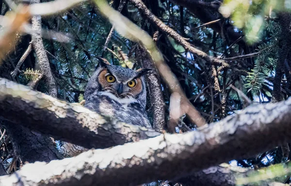 森の中の木の上に美しい大きな角のついたフクロウ — ストック写真