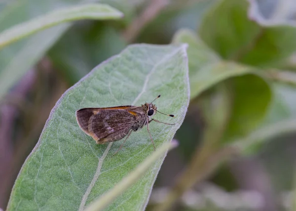 Macro Shallow Focus Shot Tawny Edged Skipper Green Leaf Garden — Stock Photo, Image